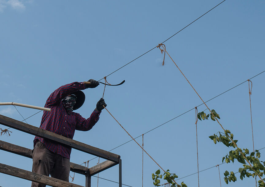 PHOTOS: A look at operations at Mungo's hop farm